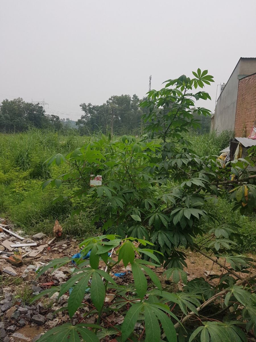 Bán đất thị trấn Trảng Bom tỉnh Đồng Nai