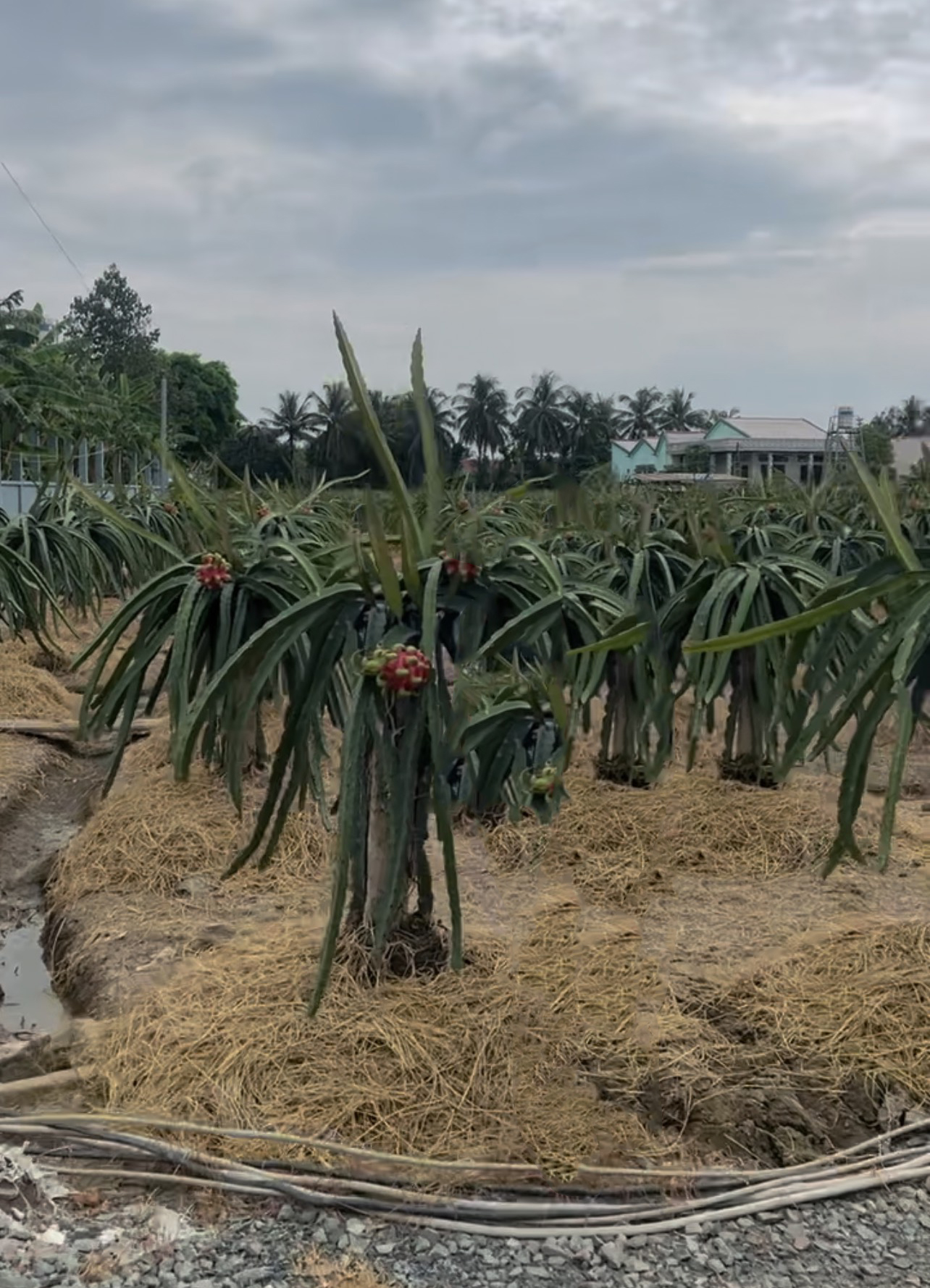 Bán đất xã An Lục Long tỉnh Long An