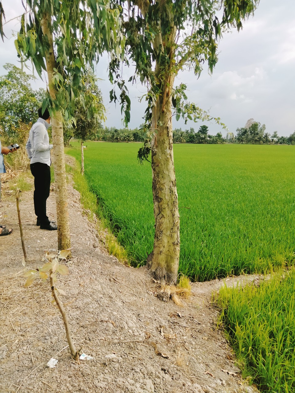 Bán đất xã Đông Bình, huyện Thới Lai, thành phố Cần Thơ