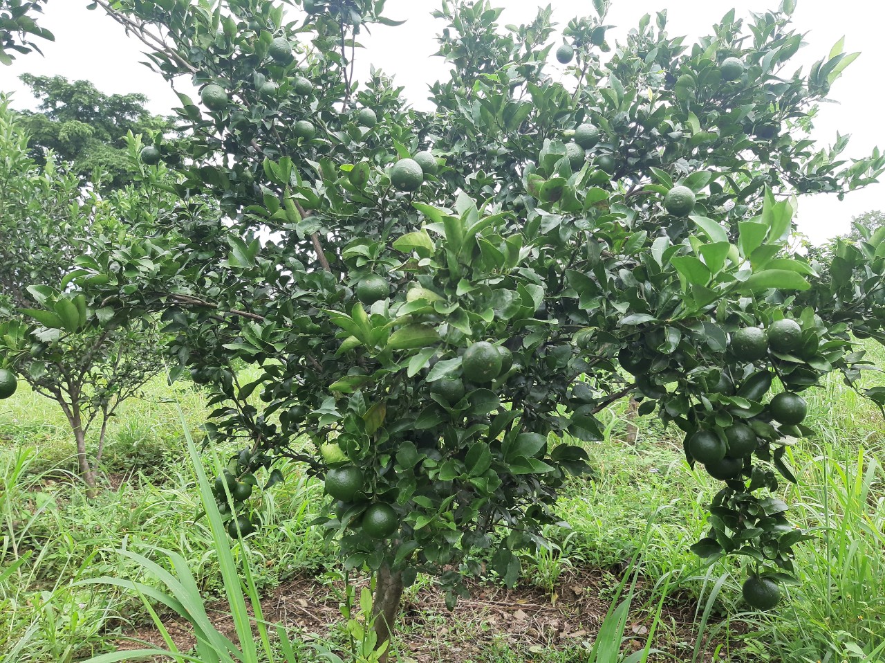 Bán đất xã Ea Wer, Huyện Buôn Đôn, tỉnh Đắk Lắk