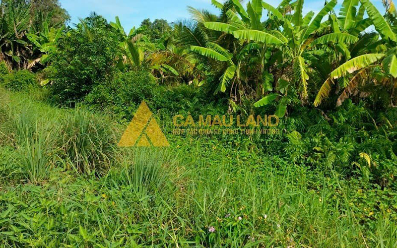 Bán đất đường Quản Lộ - Phụng Hiệp tỉnh Cà Mau