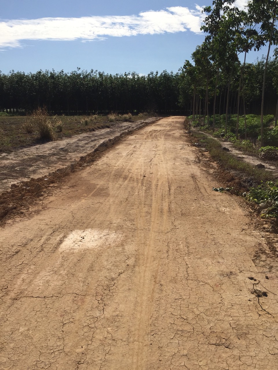 Bán đất xã Tân Phong tỉnh Tây Ninh