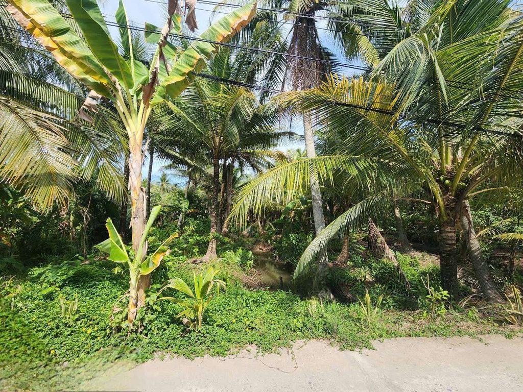 Bán đất xã Thanh Tân, Huyện Mỏ Cày Bắc, tỉnh Bến Tre